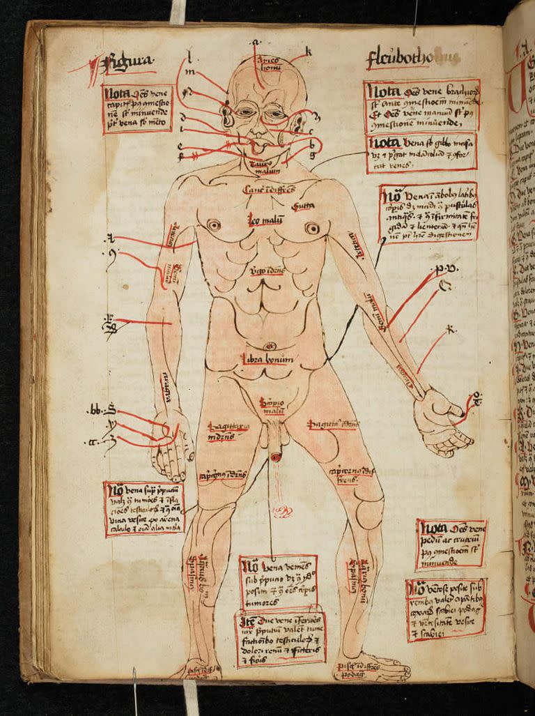 Diagrama del cuerpo humano, que muestra las venas que se abren para la extracción de sangre, siglo XVI