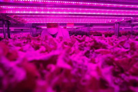 Manager of Agriculture Business Unit Alfred Tham talks about the crops as he gives a tour of Panasonic's first indoor vegetable farm at their factory in Singapore July 31, 2014. REUTERS/Edgar Su