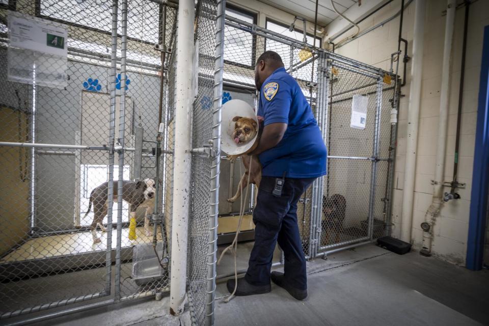A man lifts a dog wearing a protective cone into a kennel as two dogs look on from neighboring kennels.