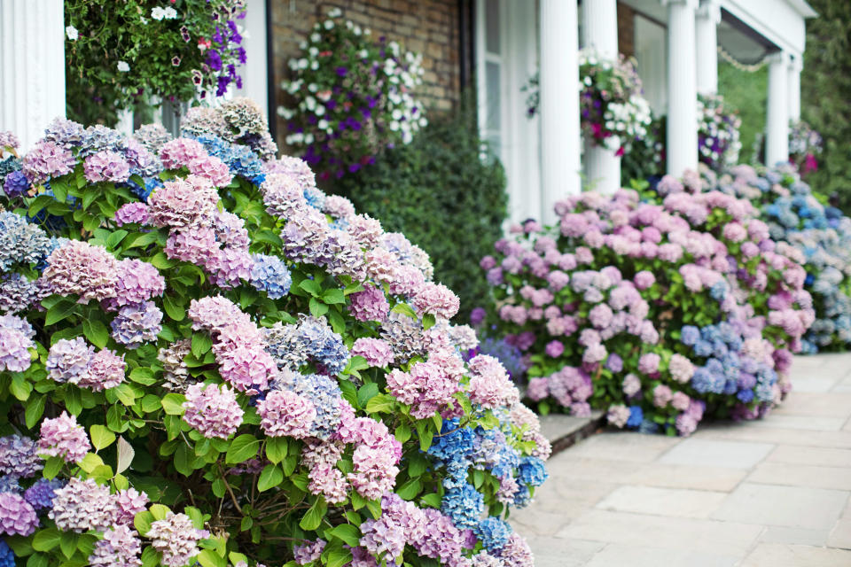 10 Unique Hydrangea Varieties to Diversify Your Garden