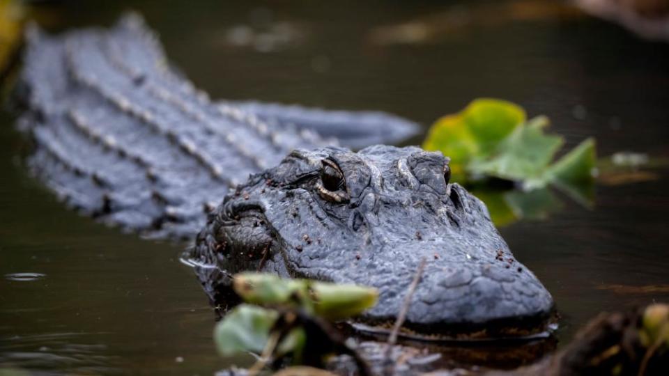 An American alligator basks in lily pads in the Okefenokee national wildlife refuge.