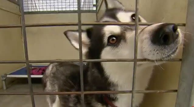 Hundreds of dogs end up in animal shelters on New Year's Day. Source: 7 News
