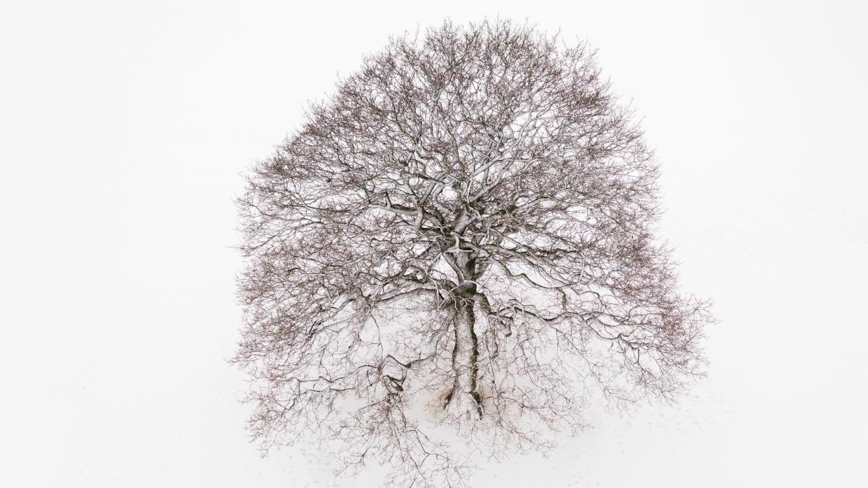 A lone tree stands in a snow-covered field on Feb. 8, 2021, near Canterbury, United Kingdom. (Photo: Dan Kitwood/Getty Images)