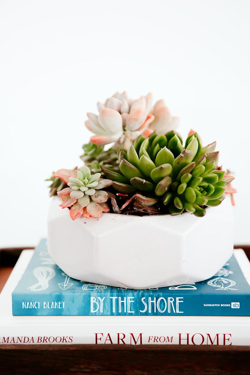 succulent arrangement