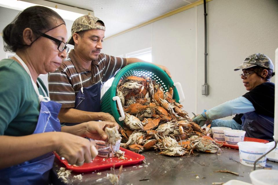 A migrant worker dumps out a bushel of crabs to be picked and cleaned by two other migrant workers. <a href="https://www.gettyimages.com/detail/news-photo/migrant-worker-francisco-nava-dumps-out-a-bushel-of-crabs-news-photo/1020689210?adppopup=true" rel="nofollow noopener" target="_blank" data-ylk="slk:Jim Watson/AFP via Getty Images;elm:context_link;itc:0;sec:content-canvas" class="link ">Jim Watson/AFP via Getty Images</a>