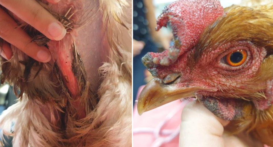 Chickens and other bird species are very good at hiding their pain. Source: Supplied