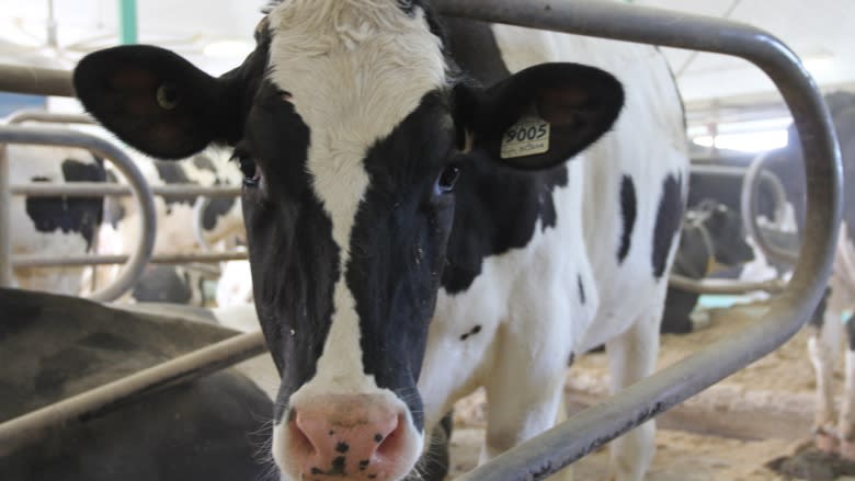 'It's not a level playing field': B.C. dairy farmers concerned about Trump's trade comments