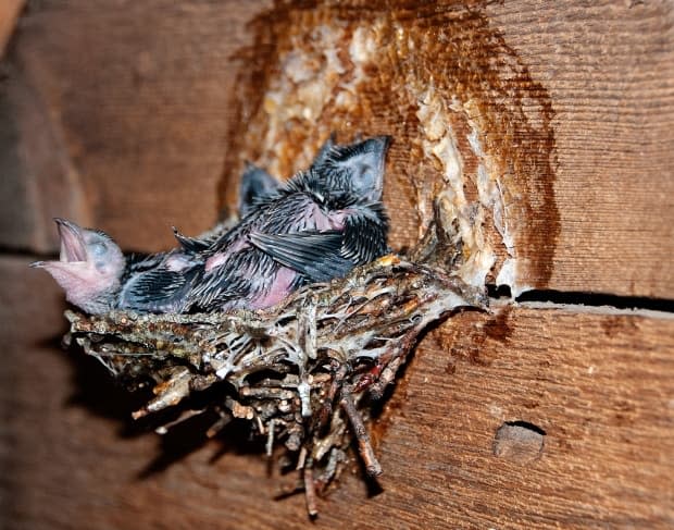 Baby Chimney Swifts living in a small nest.