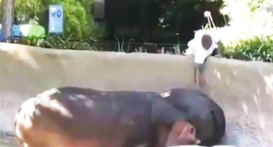 LA cops seek man seen spanking hippo's bum at zoo