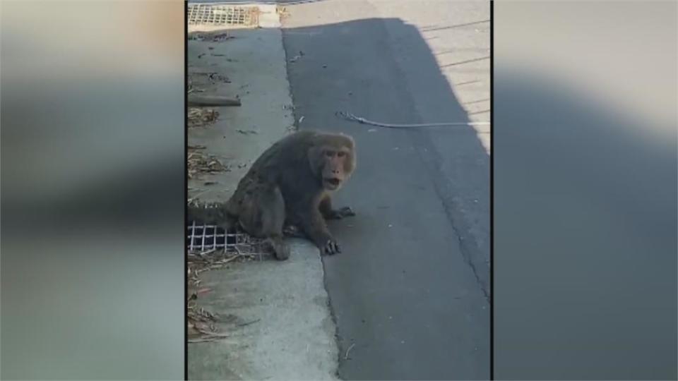 獼猴下山入侵民宅、果園　民眾叫苦連天