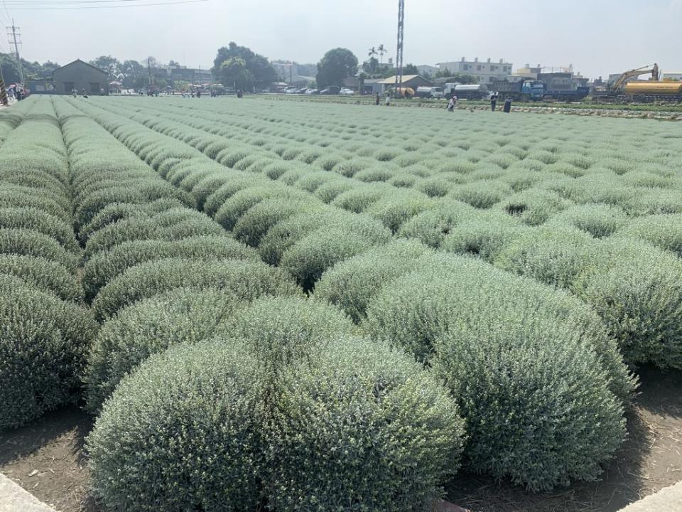 雲林縣虎尾鎮下溪里大片芙蓉，被網友暱稱為隱藏版的波波草秘境。（記者陳銀全攝）