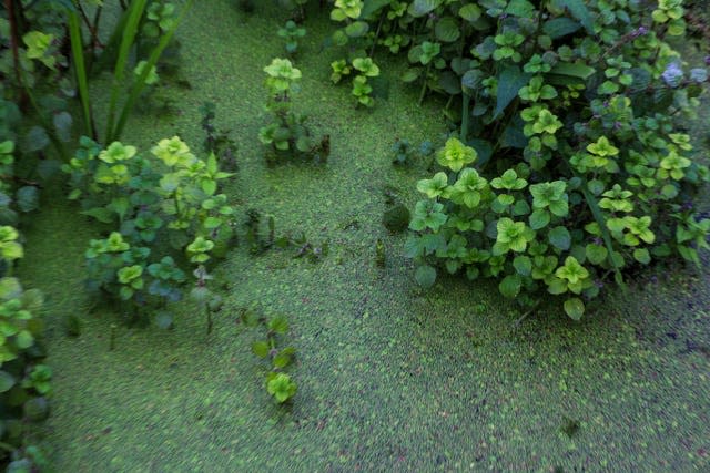 Lough Neagh algal blooms