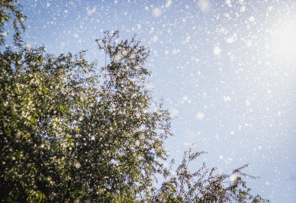 <em>Hayfever sufferers beware – the pollen season is starting early this year (Picture: Getty)</em>