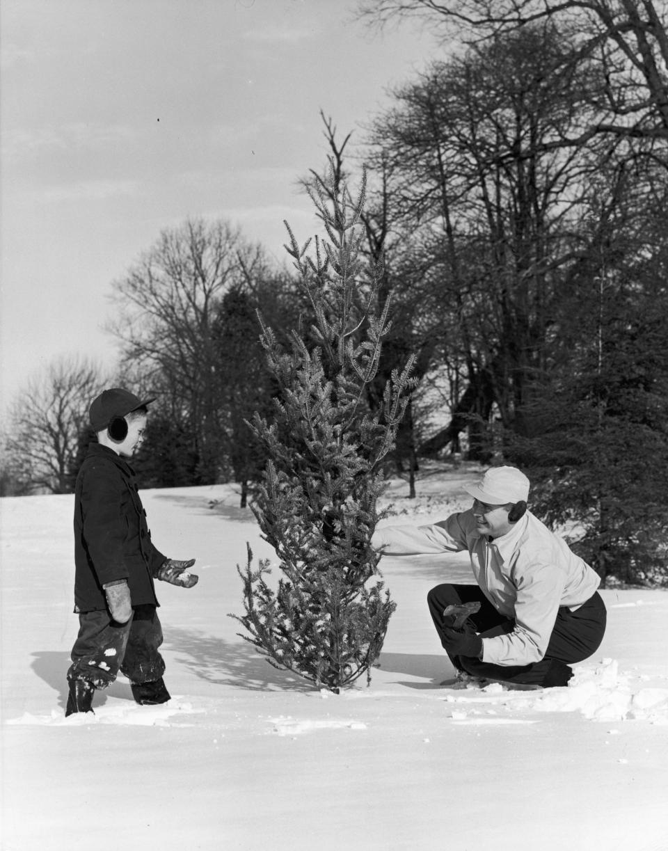 A boy and his father inspect a small evergreen tree during a Christmas tree hunt in a snowy field in 1955.