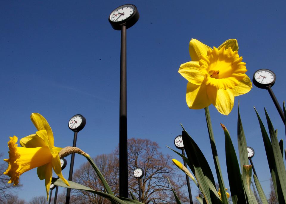 Daffodils Germany