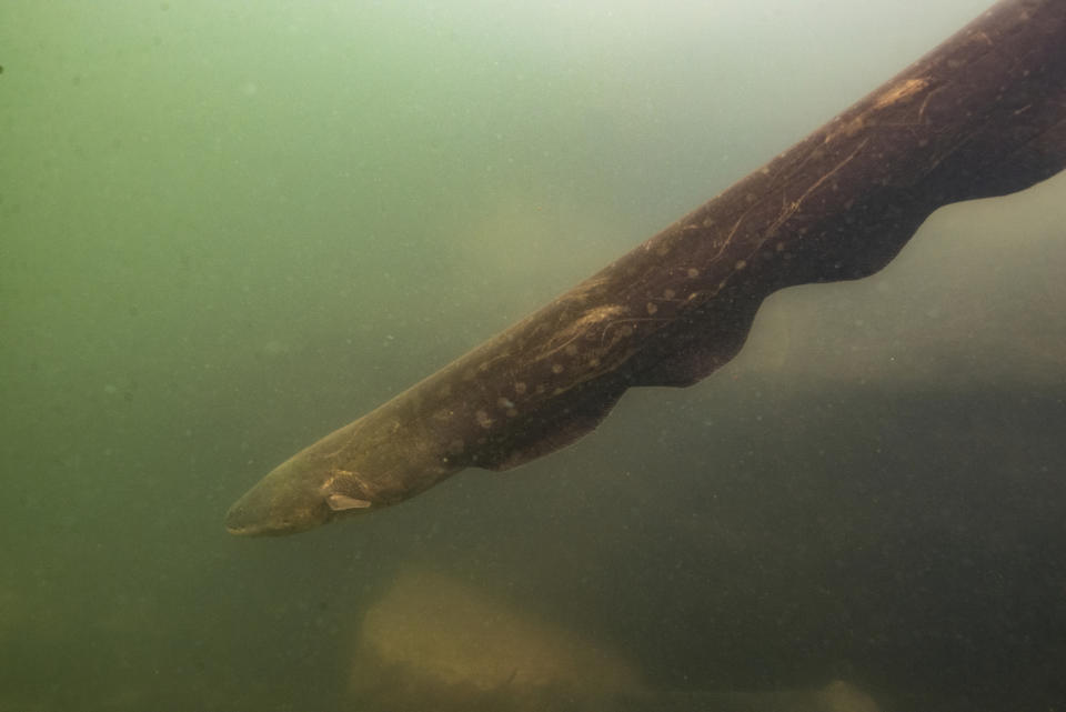 This undated photo provided by researchers in September 2019 shows an Electrophorus voltai, one of the two newly discovered electric eel species, in Brazil's Xingu River. While 250 species of fish in South America generate electricity, only electric eels use it to stun prey and for self-protection. (Leandro Sousa via AP)