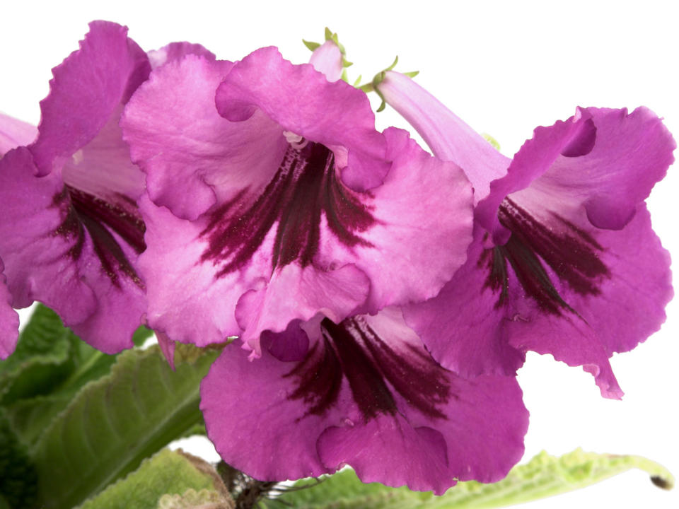 Cape Primrose (Streptocarpus)