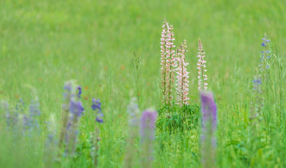 Purple and pink lupin; a native plant found in the Adirondack Park.