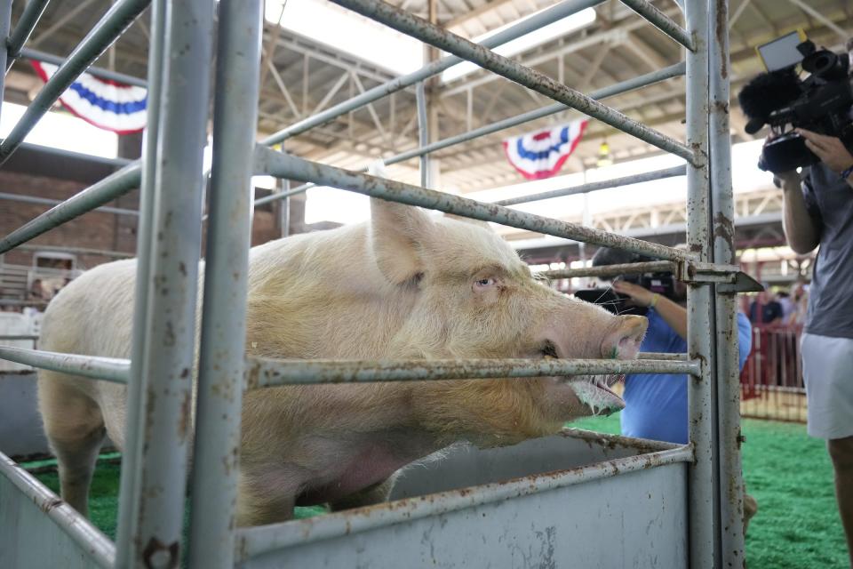 Big Joe sits on the scale during the Big Boar weigh-in.