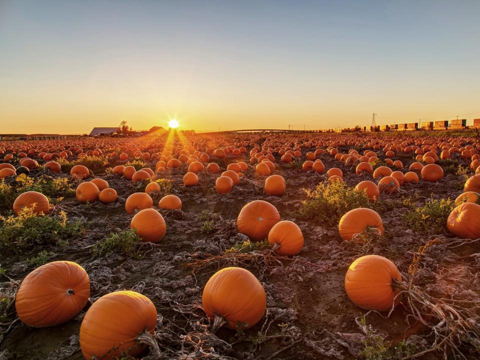 A pumpkin patch at sunset