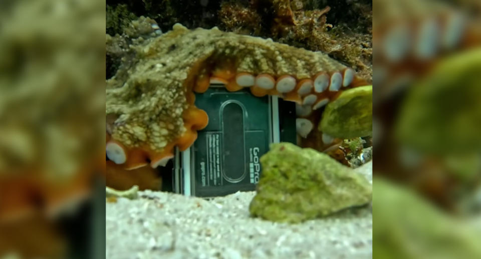 One of the octopus' tentacles can be seen around the GoPro.