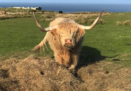 Highland cattle is seen during the Cloud Appreciation Society's gathering in Lundy