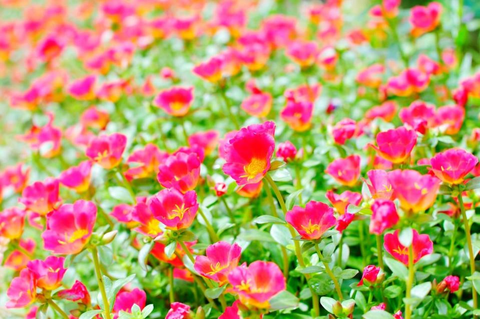 close up portulaca grandiflora flower field