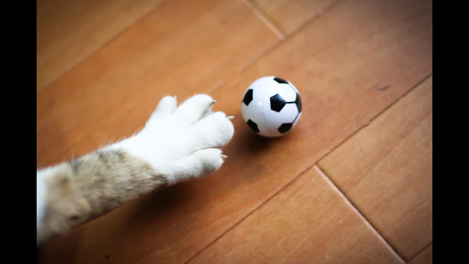 cat reaching for a ball