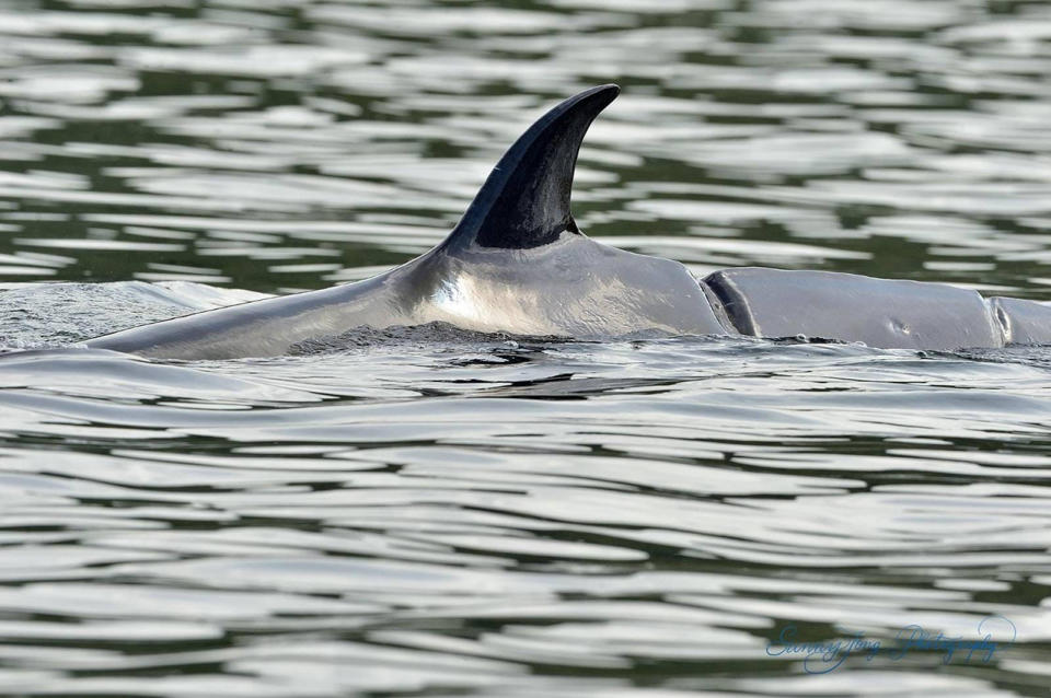 海洋公園指，在7月22日拍攝的相片顯示鯨魚背部有螺旋槳造成的傷痕。（相片來源：Sunny Tong）