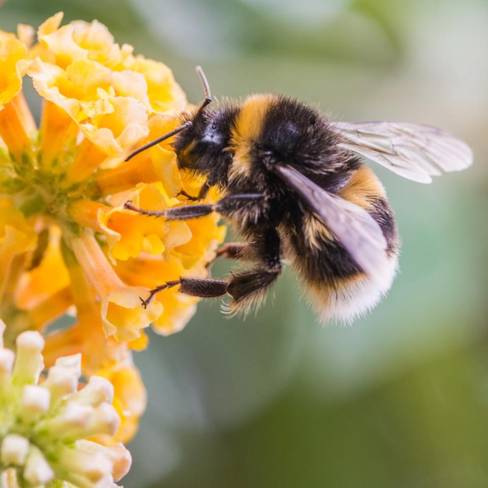 Native bee populations have plunged in New York. Getty Images/iStockphoto