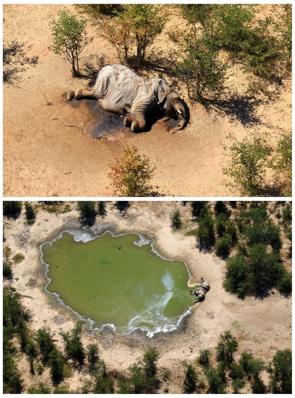 A combination photo shows dead elephants in Okavango Delta, Botswana May-June, 2020. PHOTOGRAPHS OBTAINED BY REUTERS/Handout via REUTERS ATTENTION EDITORS - THIS IMAGE HAS BEEN SUPPLIED BY A THIRD PARTY.