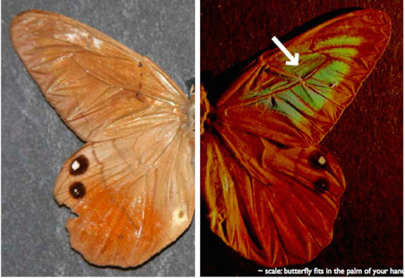 The butterfly Pierella luna appears to change color because of the microstructure of its wings, which feature slightly curved scales.