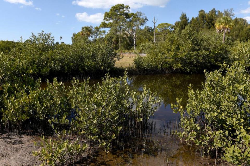 A community conservation project in the fishing village of Cortez, Florida protects 100 acres of mangrove and wildlife habitat from development.