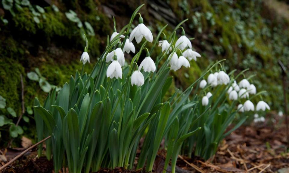 Galanthus elwesii ‘Godfrey Owen’.