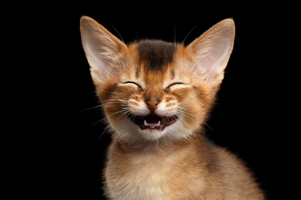 abyssinian kitty on isolated black background