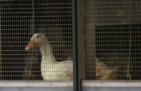 A duck is seen at a duck farm in Nafferton, northern England November 17, 2014. REUTERS/Phil Noble