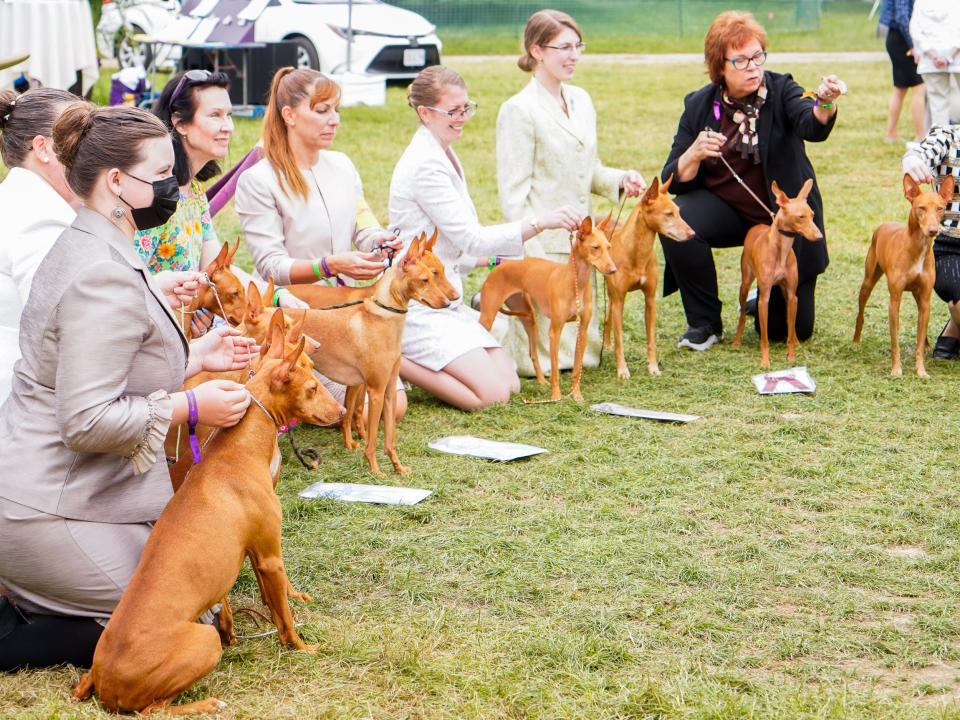 dogs and humans pose for a picture at the westminster dog show