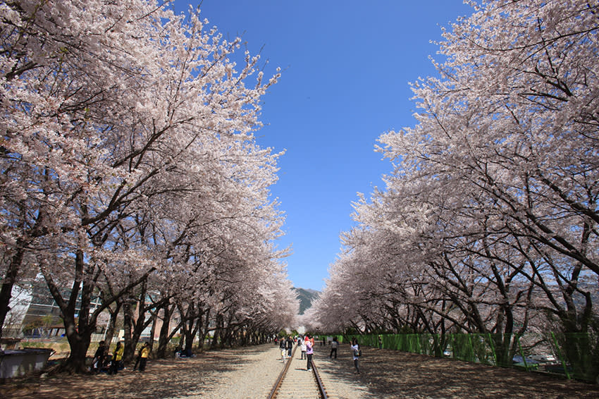 鎮海櫻花季。（圖片提供：Park Seonggeun／Korea Tourism Organization）