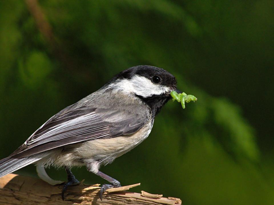 Many bird species depend upon caterpillars for their diets. When landscapes do not include keystone species such as oak trees that support caterpillars, chickadees and other species are not able to breed and their populations decline, which causes a domino effect of other biodiversity impediments.