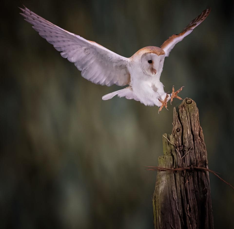 'The barn owl has landed' by @philrobson (UK)