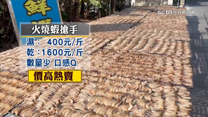 火燒蝦捕獲不易，業者透露今年的價格價到1600元，但是買氣不減。