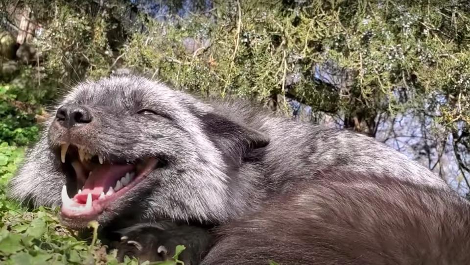 A tiny happy fox singing its heart out in the sunshine in Minnesota.