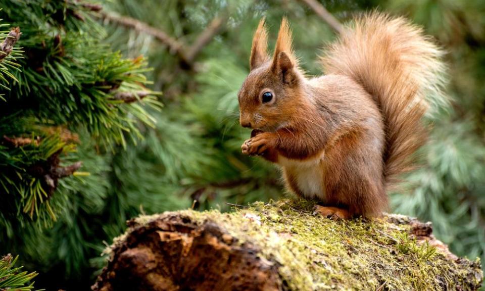 A red squirrel