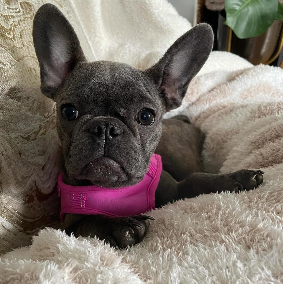 Jenna Hayes' French bulldog Stella is still missing after bring taken from her Milwaukee home on Nov. 23.