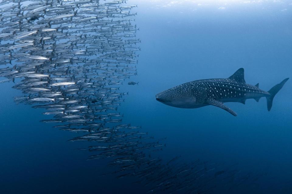 whale shark