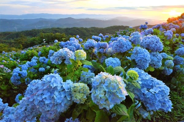 ６月紫陽花開 漫步日本各地遇見初夏好風光