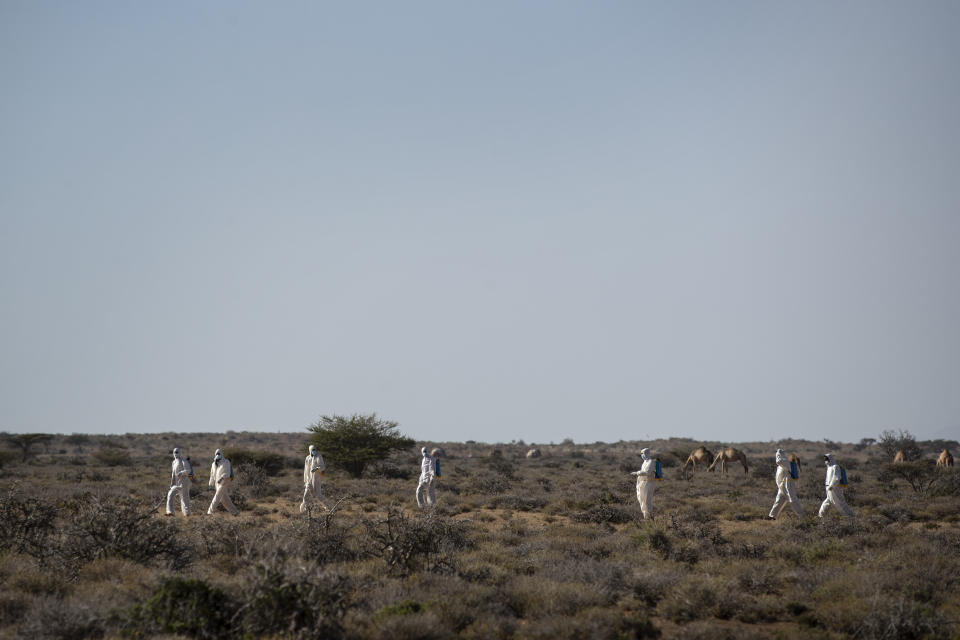 In this photo taken Tuesday, Feb. 4, 2020, Somali pest-control sprayers demonstrate their work on the thorny bushes in the desert that is the breeding ground of desert locusts for a visiting delegation of Somali ministry officials and experts from the Food and Agriculture Organization (FAO), in the desert near Garowe, in the semi-autonomous Puntland region of Somalia. The desert locusts in this arid patch of northern Somalia look less ominous than the billion-member swarms infesting East Africa, but the hopping young locusts are the next wave in the outbreak that threatens more than 10 million people across the region with a severe hunger crisis. (AP Photo/Ben Curtis)