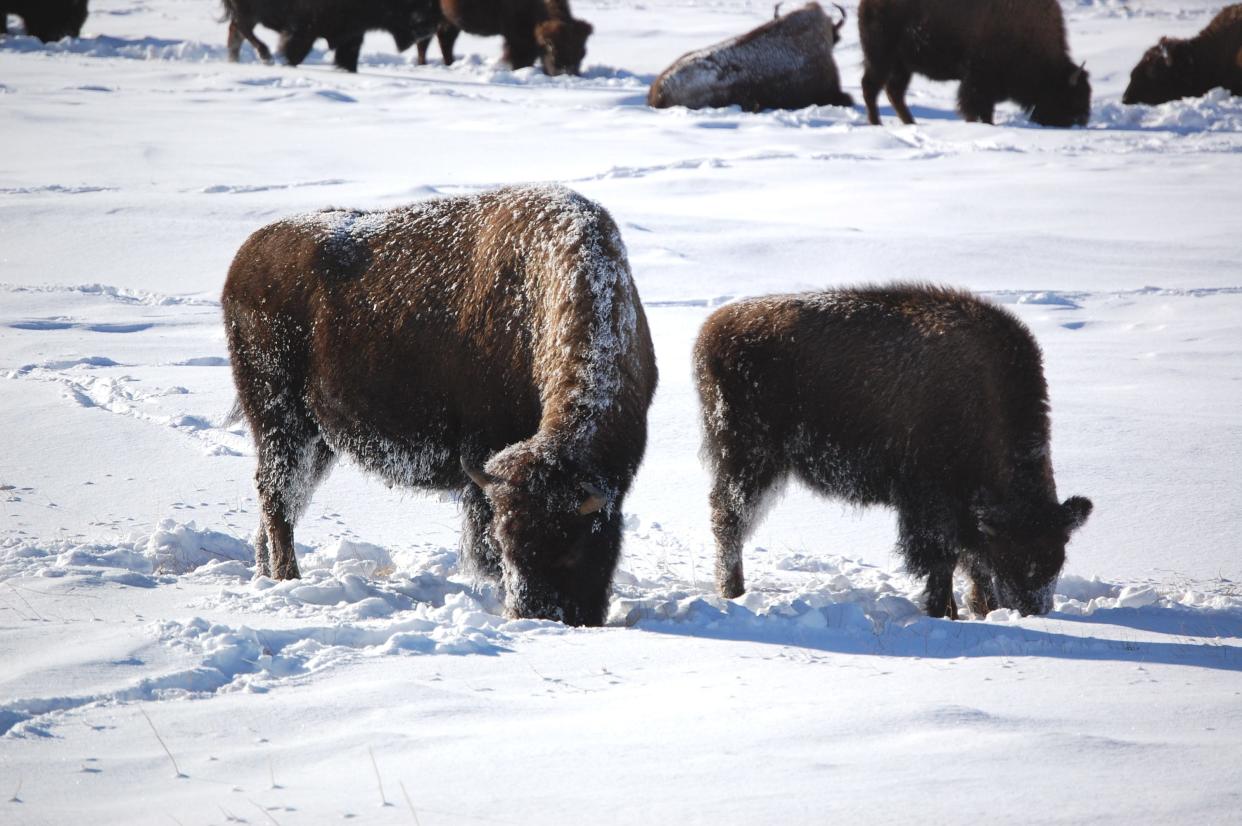 Bison graze in Yellowstone’s Midway Geyser Basin.