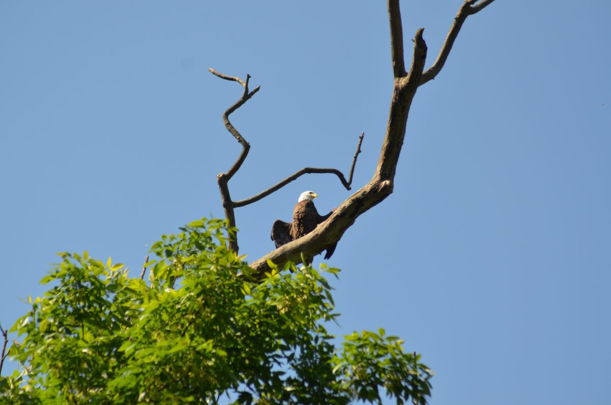 A bald eagle perches in a tree on June 30, 2020, in the historic neighborhood of Brendonwood, in Indianapolis. The eagles nest along the Brendonwood Country Club golf course. IDNR is investigating the shooting and killing of a bald eagle in Dubois County that reportedly took place Saturday, Feb. 25.