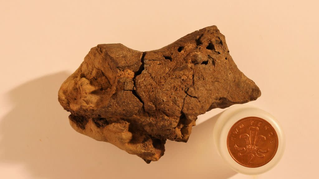 The fossilized dinosaur brain next to a penny for size comparison